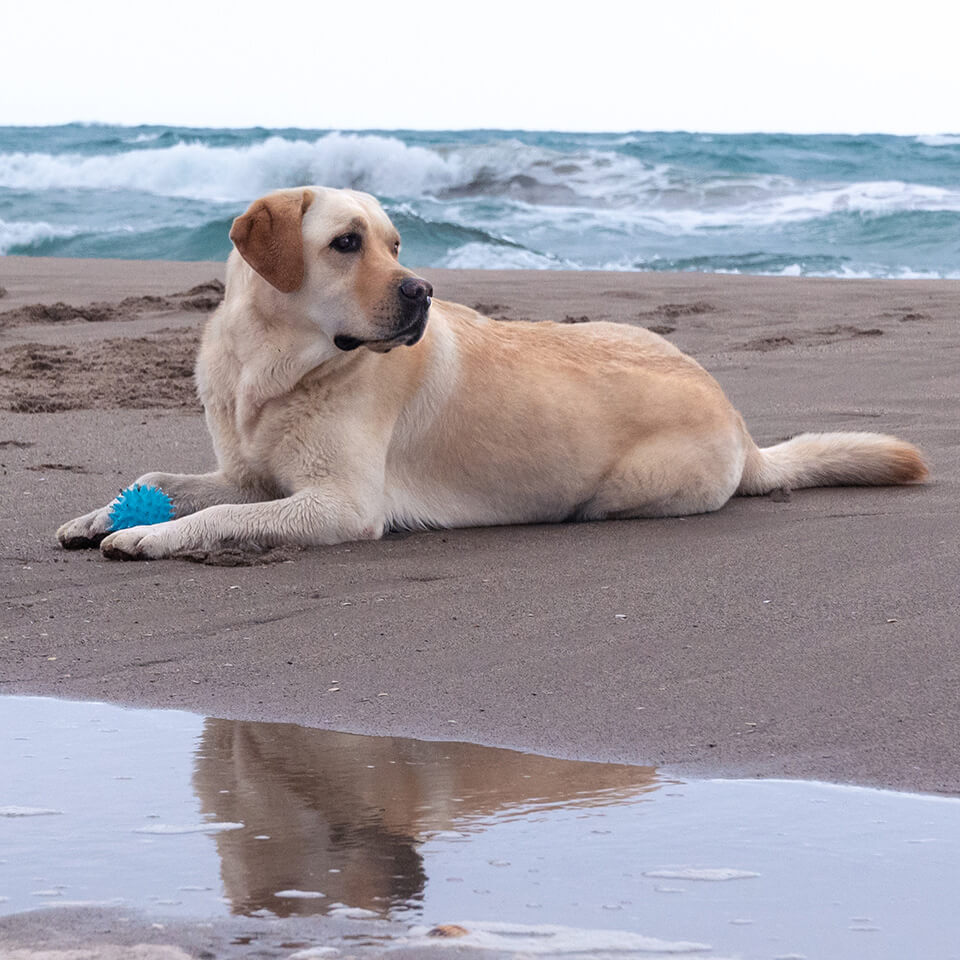 reportaje fotografico perros