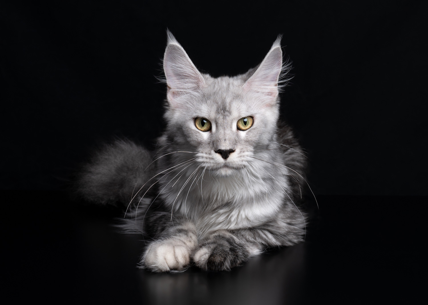 Sesiones de fotos con gatos en estudio