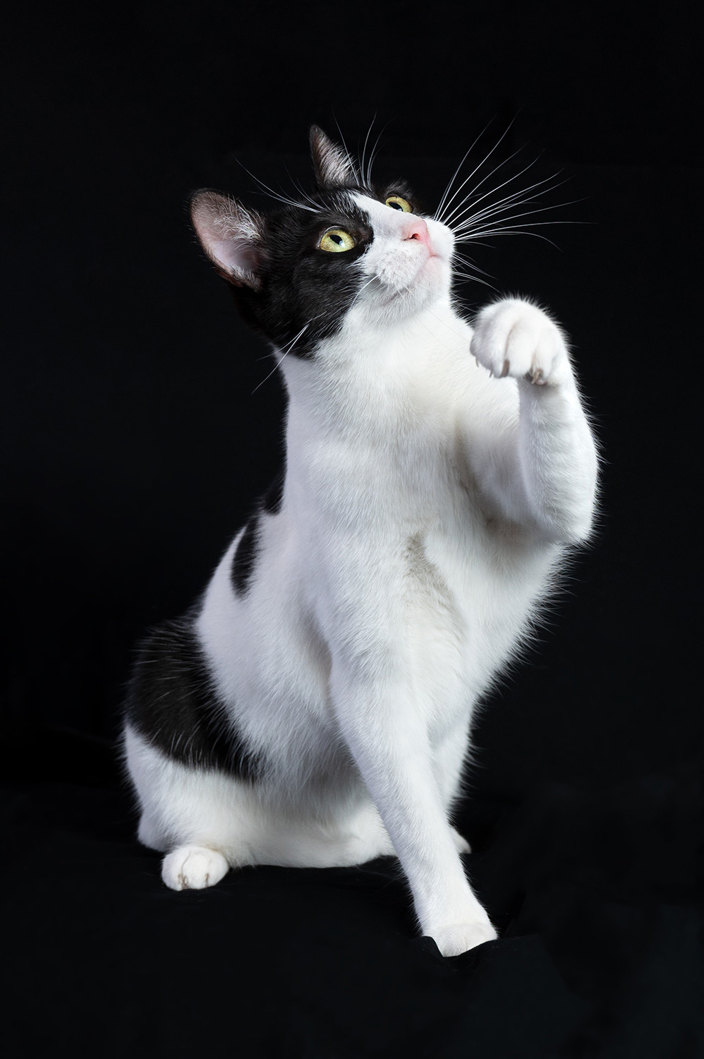 Sesiones de fotos con gatos con fotografo