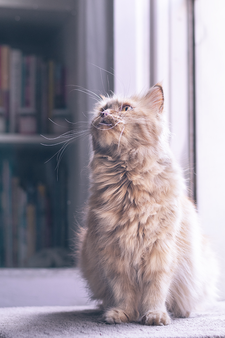 Sesiones de fotos con gatos en domicilio