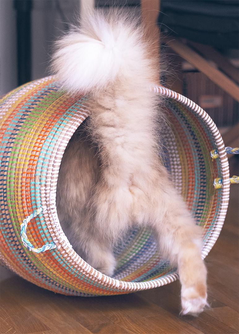 Sesiones de fotos con gatos en exteriores